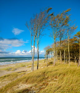 Deutschland, Mecklenburg-Vorpommern, Fischland-Darß-Zingst, Halbinsel Darß, Nationalpark Vorpommersche Boddenlandschaft, Wilde Küstenlandschaft, Küstenwald, Windflüchter, Ausblick auf die Ostsee Deutschland, Mecklenburg-Vorpommern, Fischland-Darß-Zingst, Halbinsel Darß, Nationalpark Vorpommersche Boddenlandschaft, Wilde Küstenlandschaft, Küstenwald, Windflüchter, Ausblick auf die Ostsee